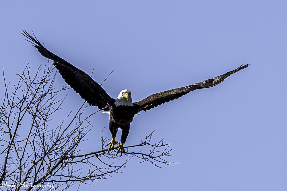 20210402-Bald Eagle-RD5_8521.jpg