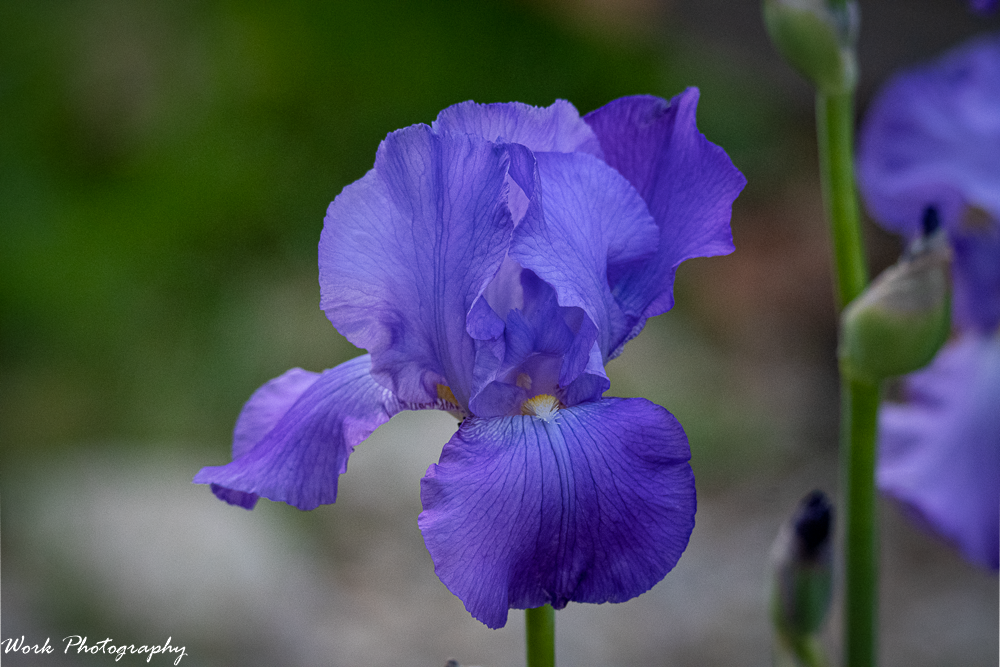 20210511-Iris-RD5_9185.png