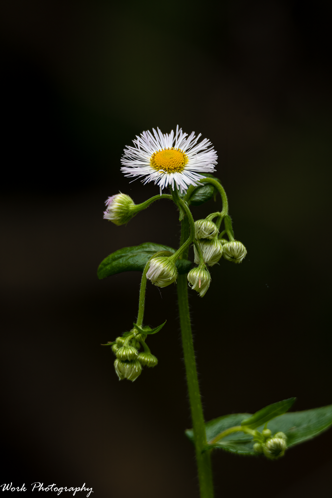 20210516-Wild flower-RD5_9245.png