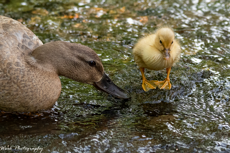 20210519-Baby and Mama Duck-RD5_9311.png