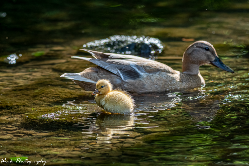 20210519-Baby and Mama duck-RD5_9331.png