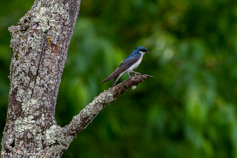 20210522-Tree Swallow-RD5_9374.png
