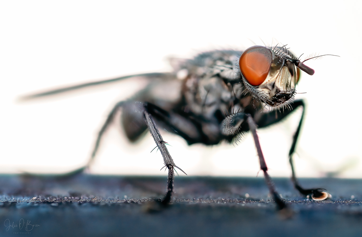 20210613-housefly-Edit.jpg