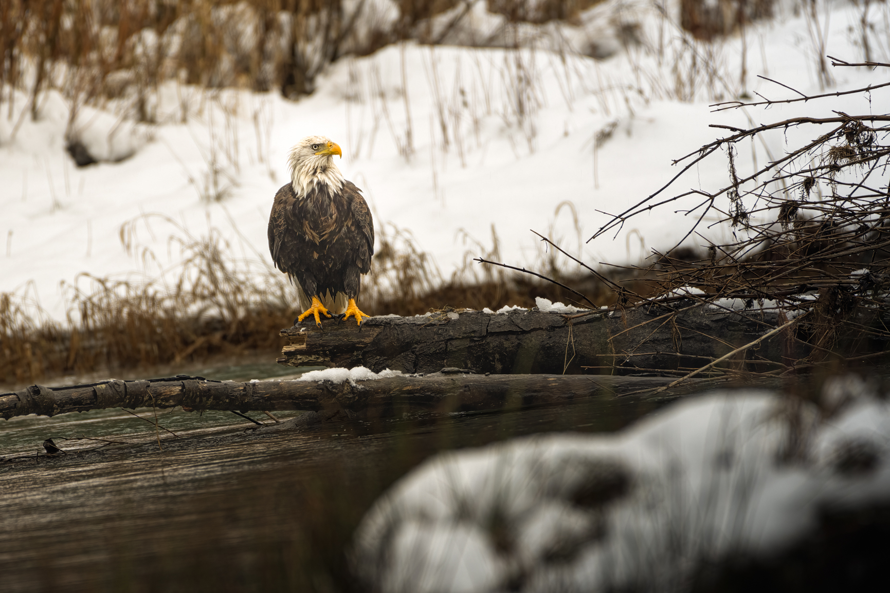 2022-01-02 A BALD EAGLE PERCHED ON A TREE BRANCH IN THE SKAGIT RIVER WITH A SNOW BANK IN THE B...jpg