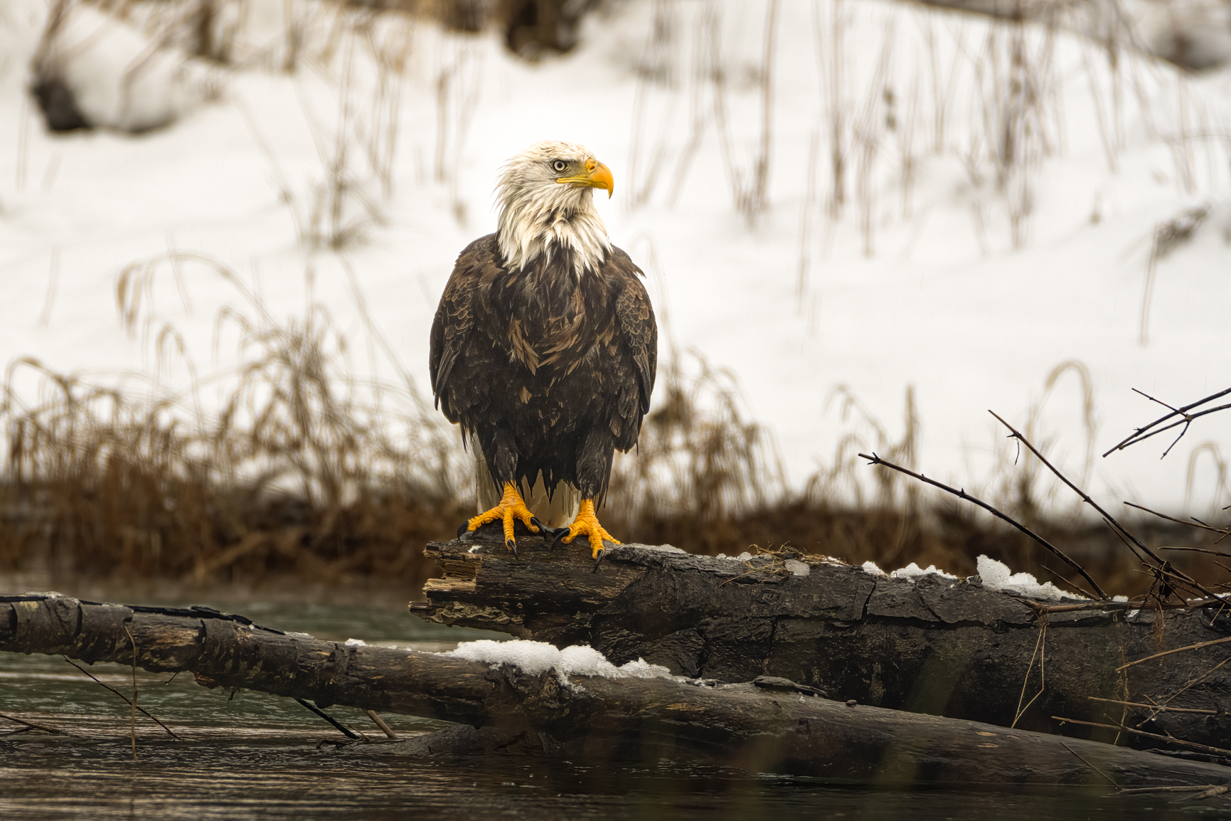 2022-01-02 A BALD EAGLE PERCHED ON A TREE BRANCH IN THE SKAGIT RIVER WITH A SNOW BANK IN THE B...jpg