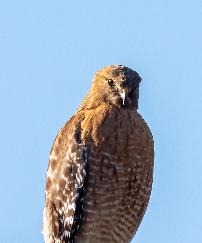 2022-12-13 Hawk_005.jpg