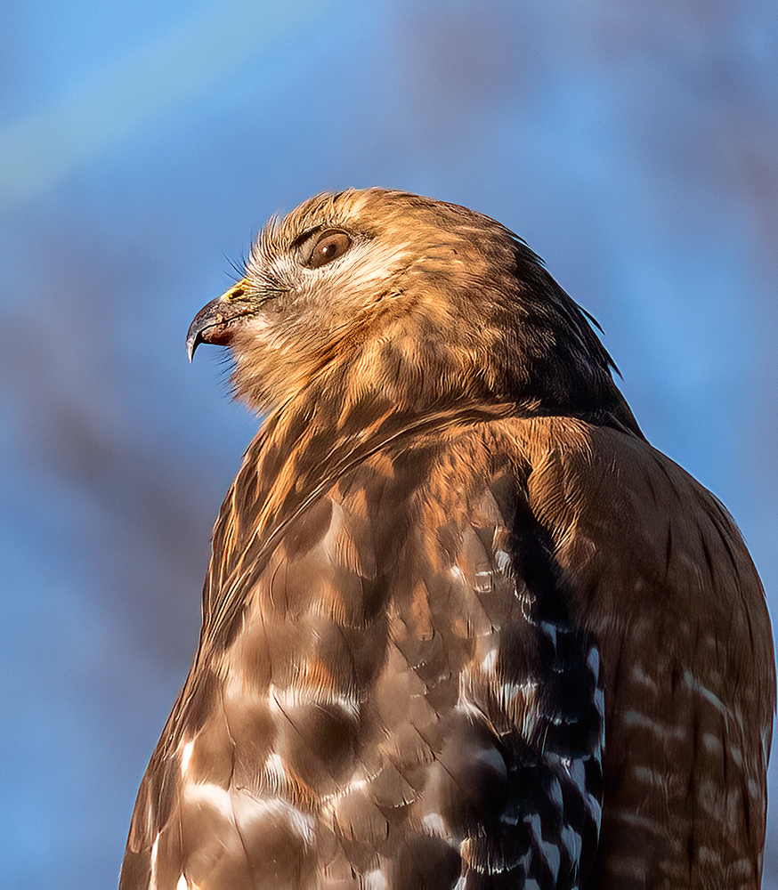 2022-12-13 Hawk_020.jpg