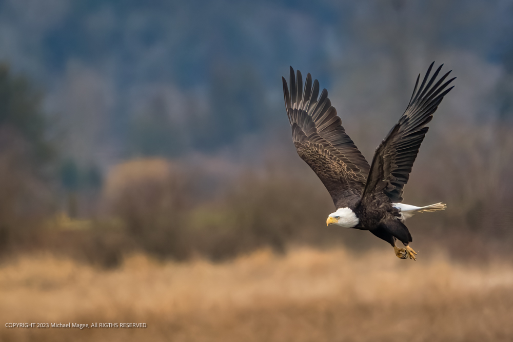 2023-02-09 A BALD EAGLE IN FLIGHT WITH WINGS EXTENDED AND A BLURRY BACKGROUND IN BOW WASHINGTO...jpg