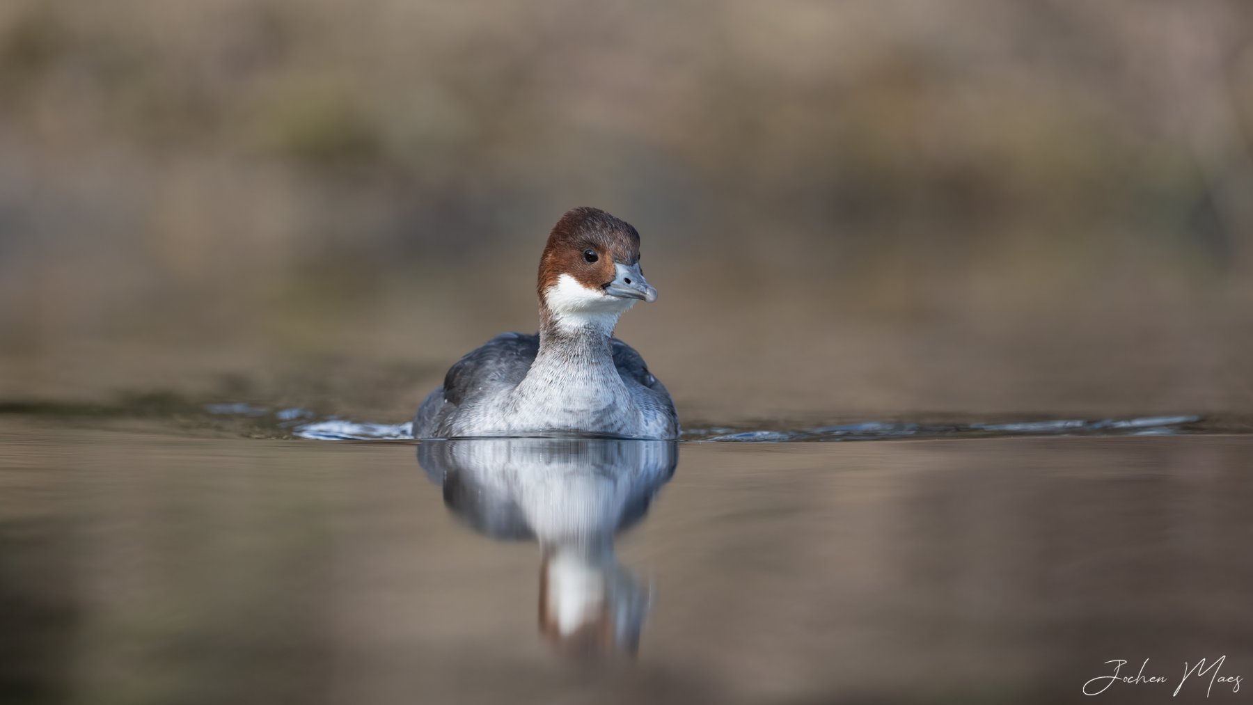 2023-03-03-Smew_female.jpg