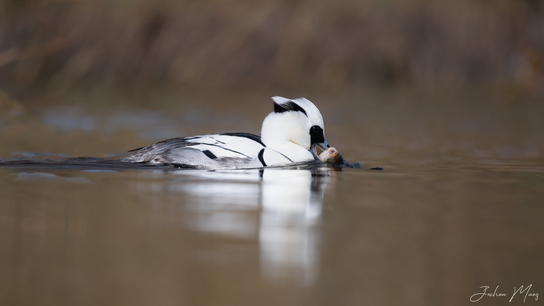 2023-03-03-Smew_male.jpg