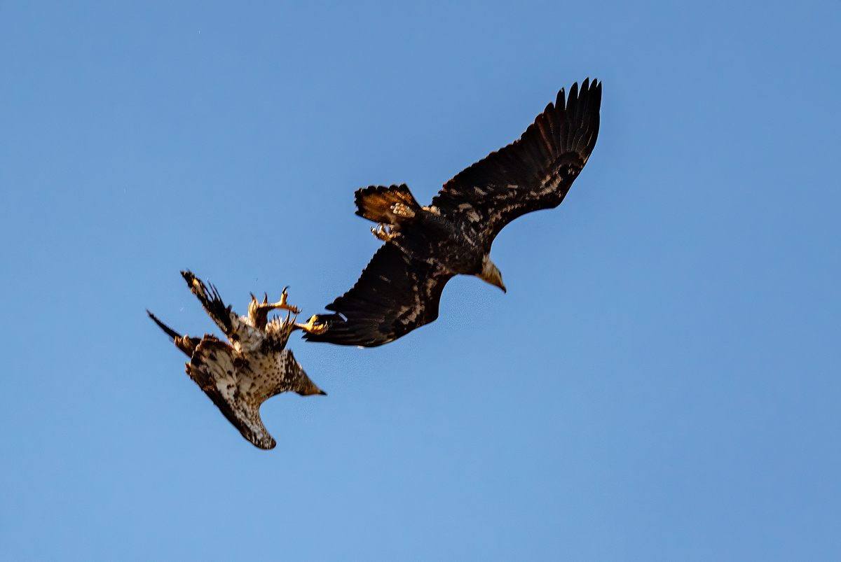 Eagles Engaged Backcountry Gallery Photography Forums 1324