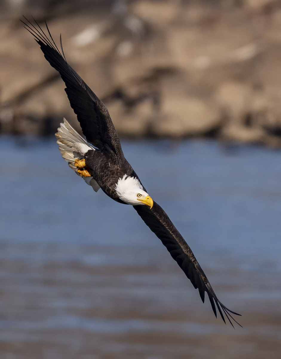 2023-11-16 Conowingo Dam_101.jpg