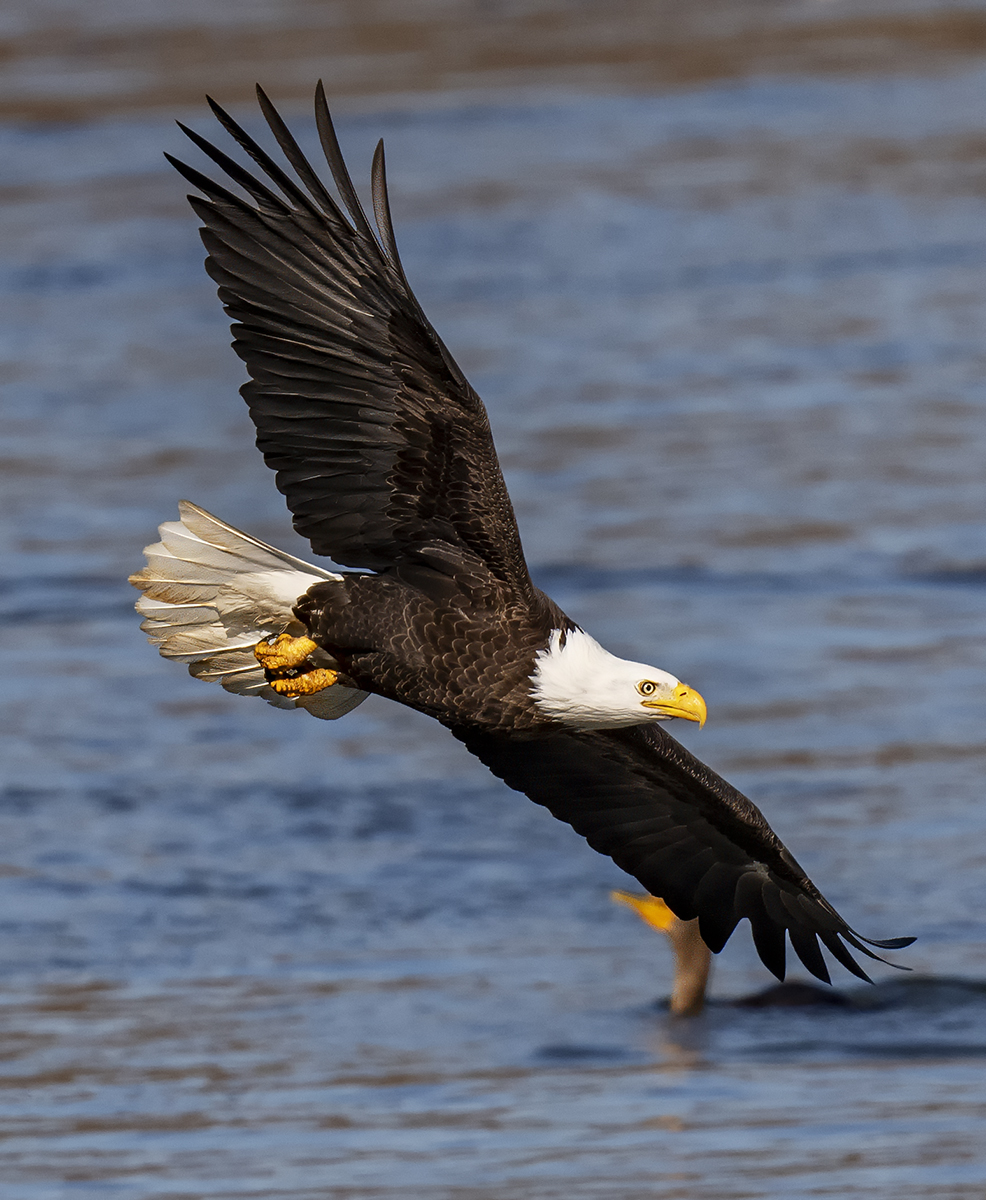 2023-11-16 Conowingo Dam_105.jpg