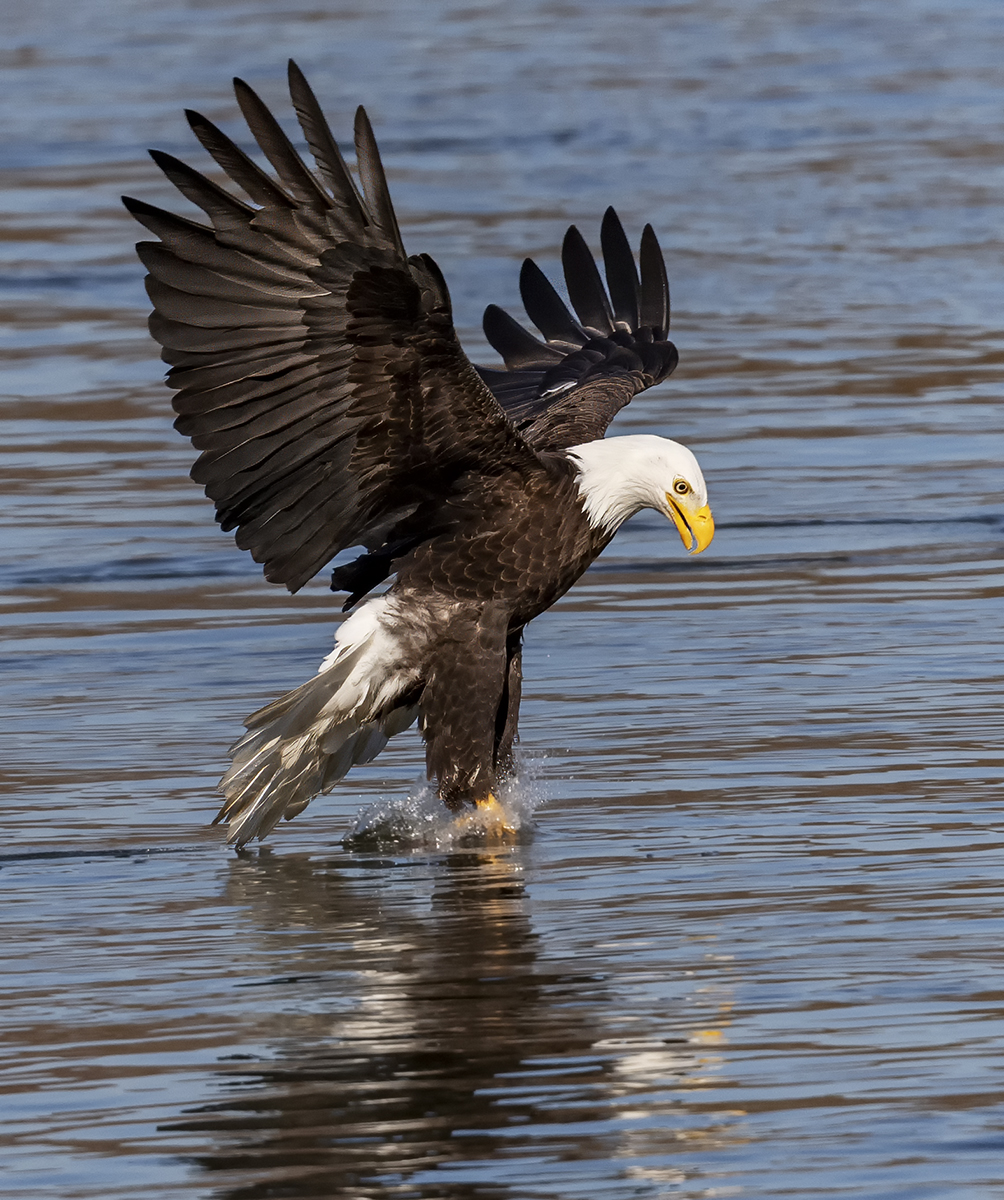 2023-11-16 Conowingo Dam_110.jpg