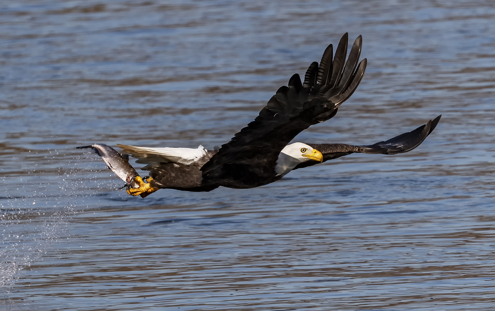 2023-11-16 Conowingo Dam_111.jpg