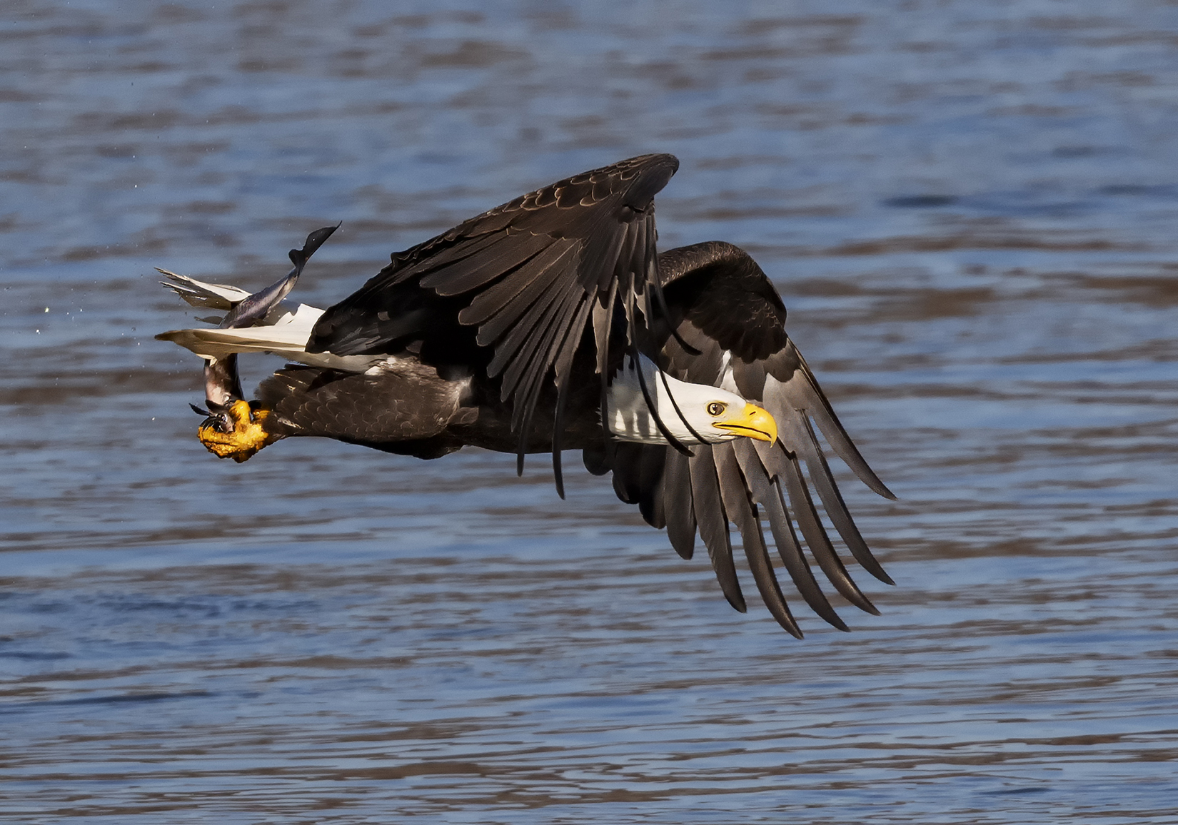 2023-11-16 Conowingo Dam_112.jpg