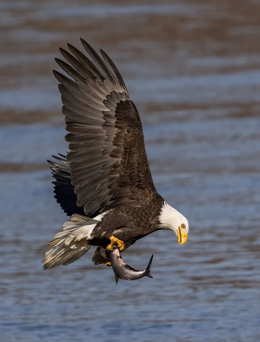 2023-11-16 Conowingo Dam_115.jpg