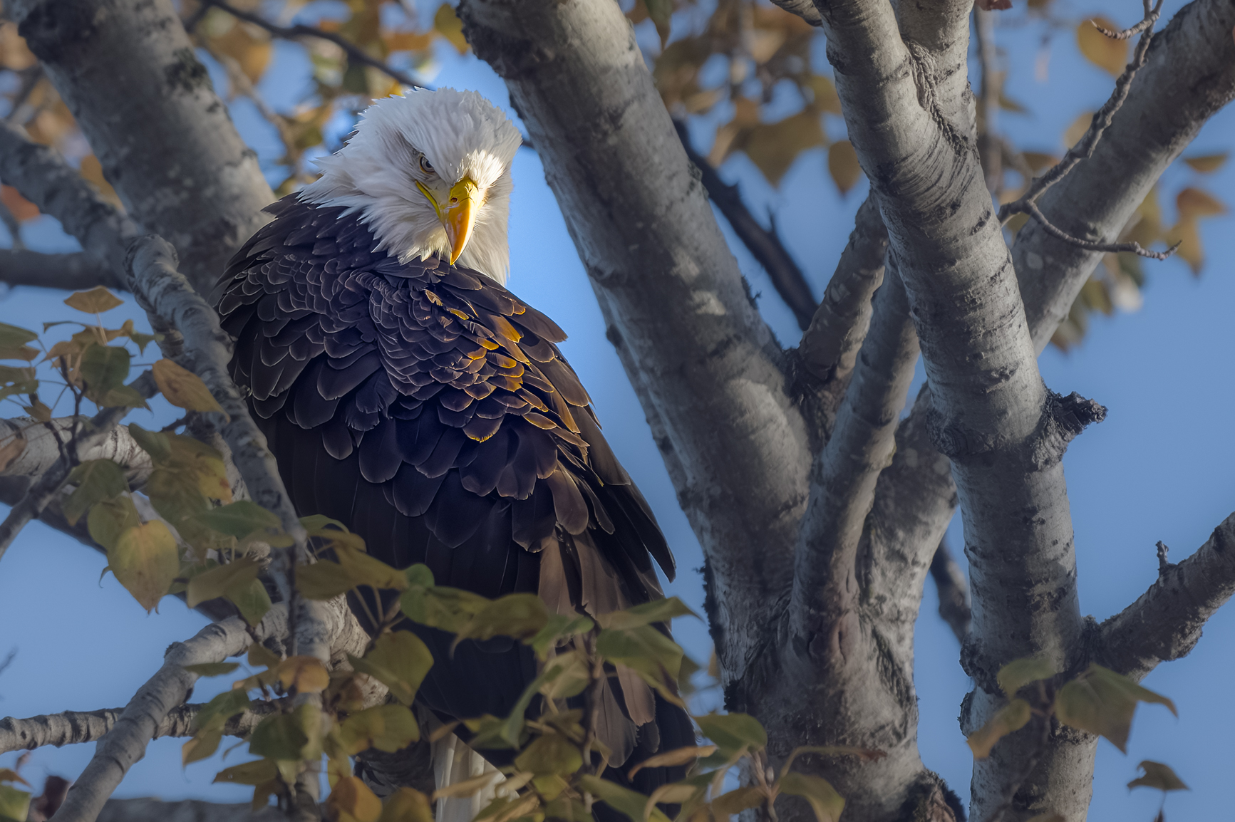 2023-11-20 A MATURE BALD EAGLE PERCHED IN A TREE LOOKING DOWN WITH NICE EYES AT THE UNIONBAY N...jpg