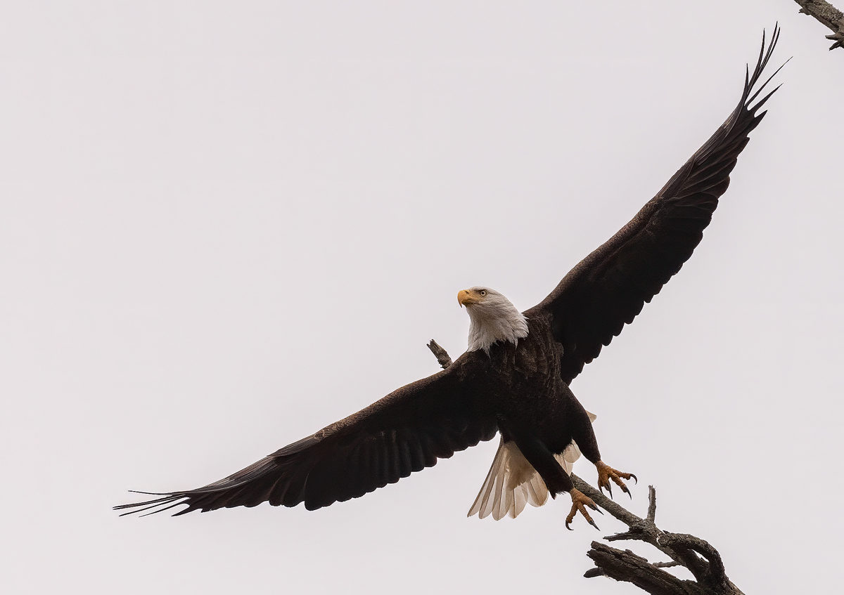 The Launch 1 Bald Eagle Backcountry Gallery Photography Forums 2945