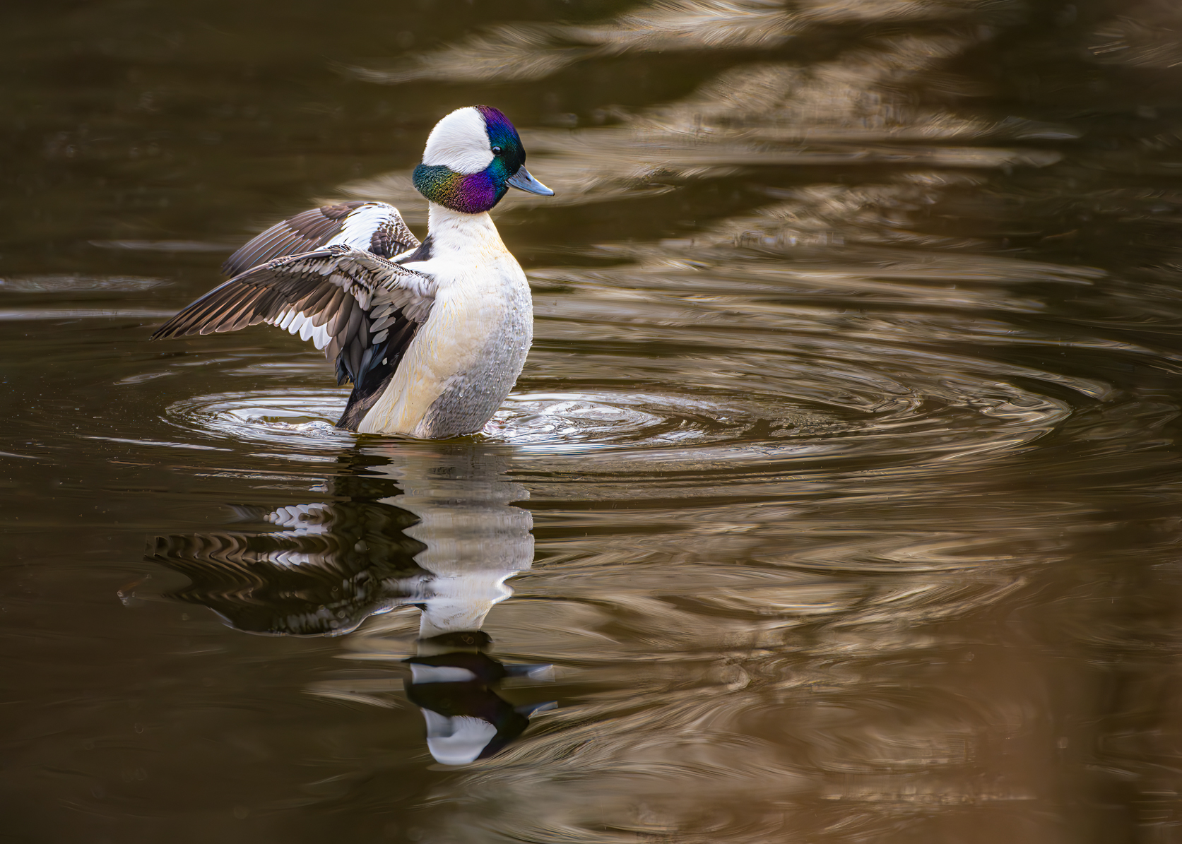2023-12-24 A YOUNG BUFFLEHEAD DUCK WITH COLORFUL HEAD FEATHERS FLAPPING ITS WINGS WITH A REFLE...jpg