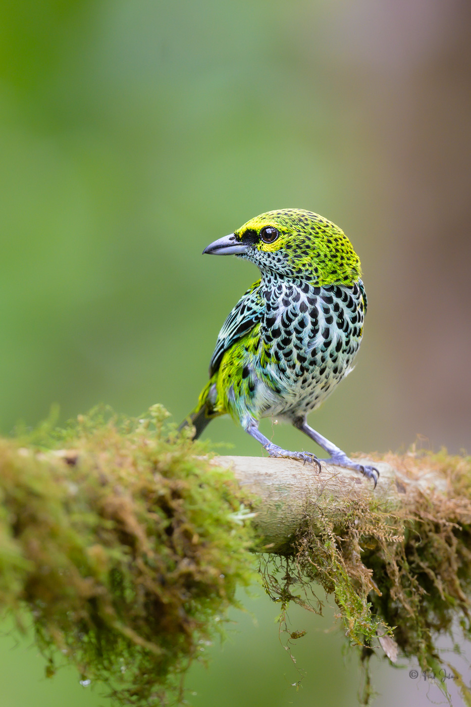 Speckled Tanager | Backcountry Gallery Photography Forums