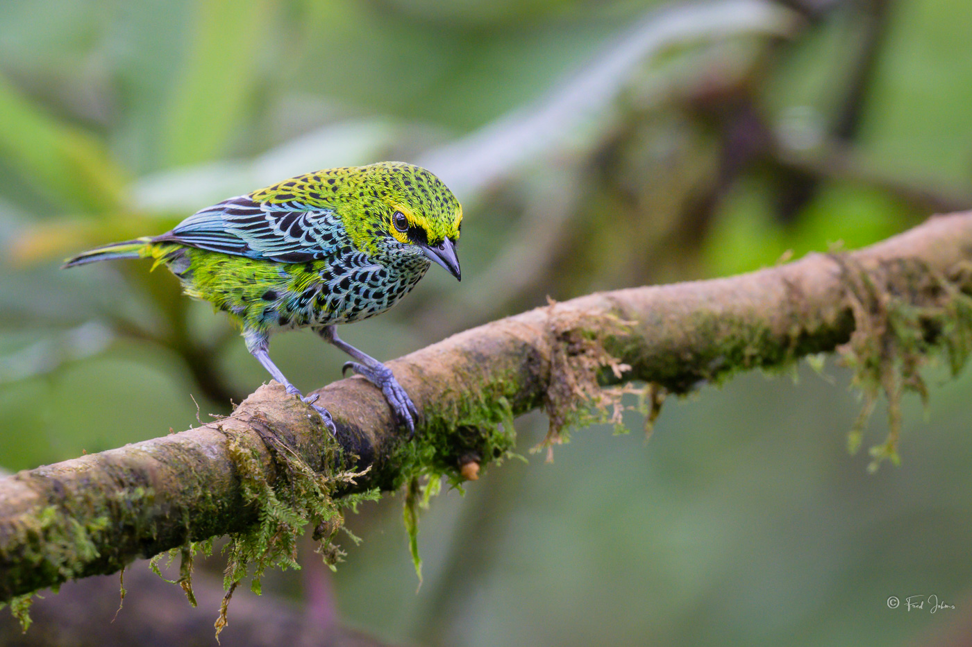 20230615-Specklet Tanager-2.jpg