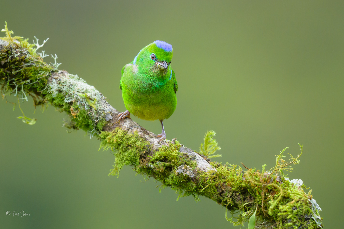 Golden-browed Chlorophonia | Backcountry Gallery Photography Forums