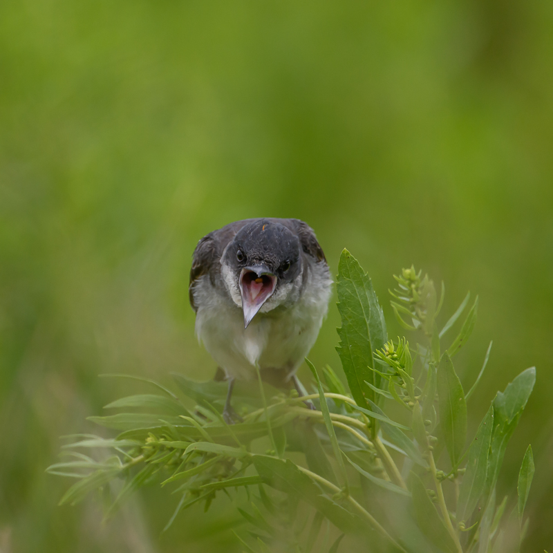 20230722_NIKON Z 9_plum_island_966.jpg