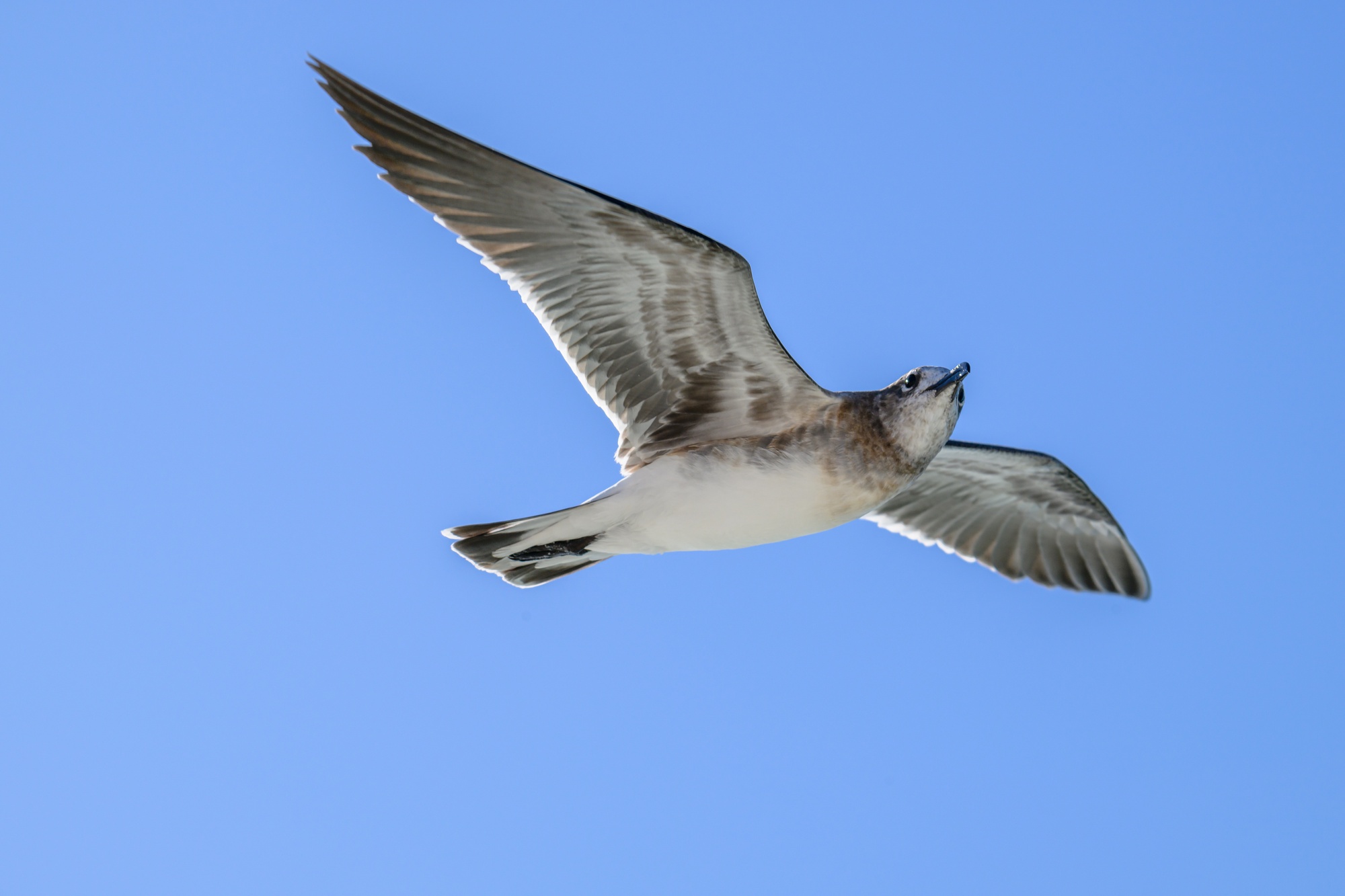 20231020_Shorebirds_Navarre_Beach_0002.jpg