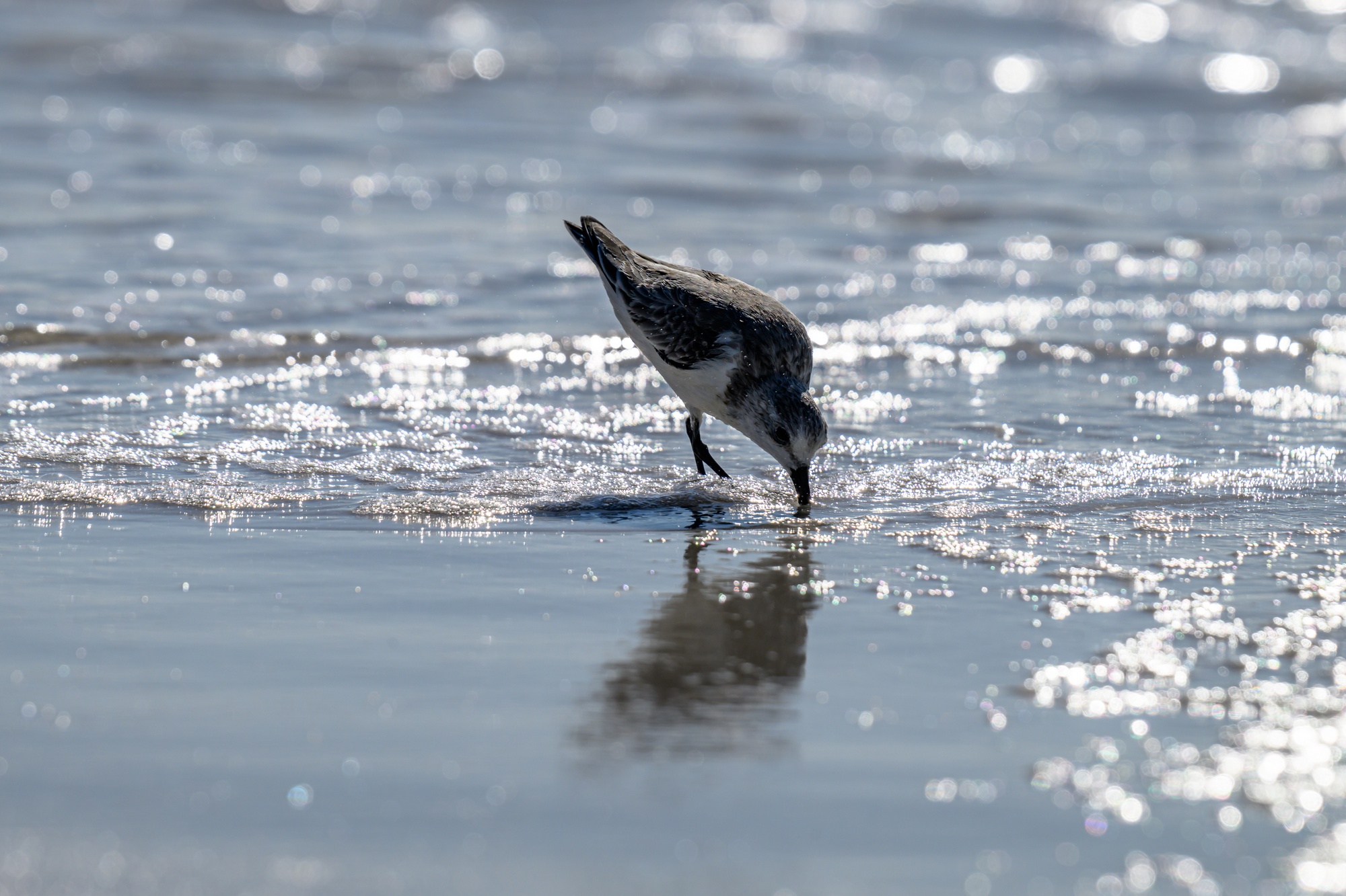 20231020_Shorebirds_Navarre_Beach_0005.jpg