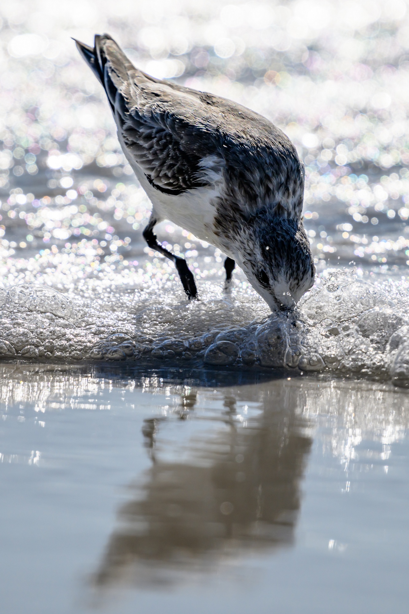 20231020_Shorebirds_Navarre_Beach_0016.jpg