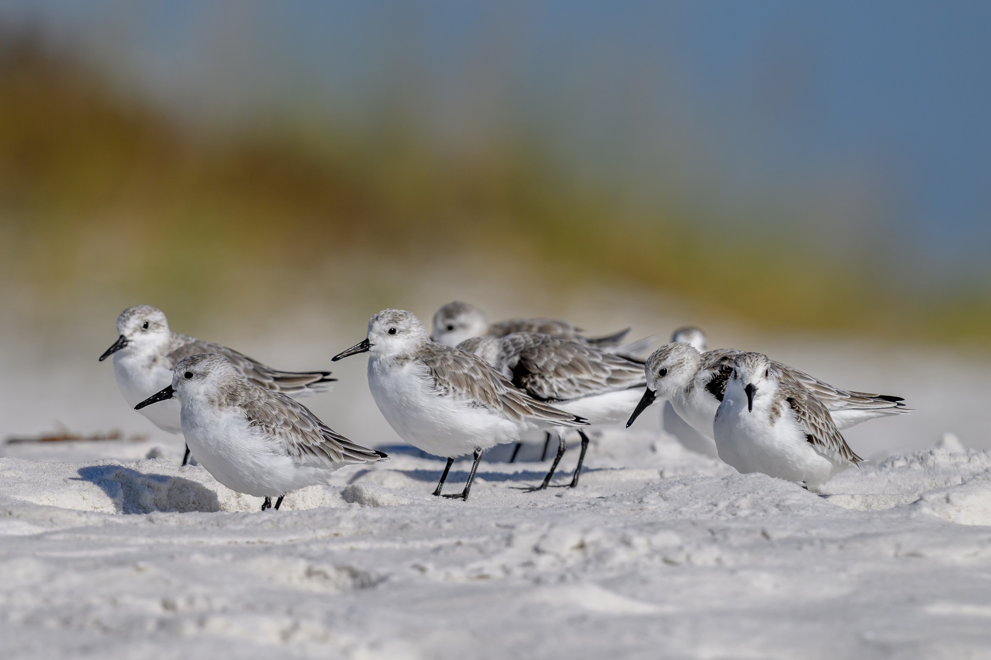 20231020_Shorebirds_Navarre_Beach_0042.jpg