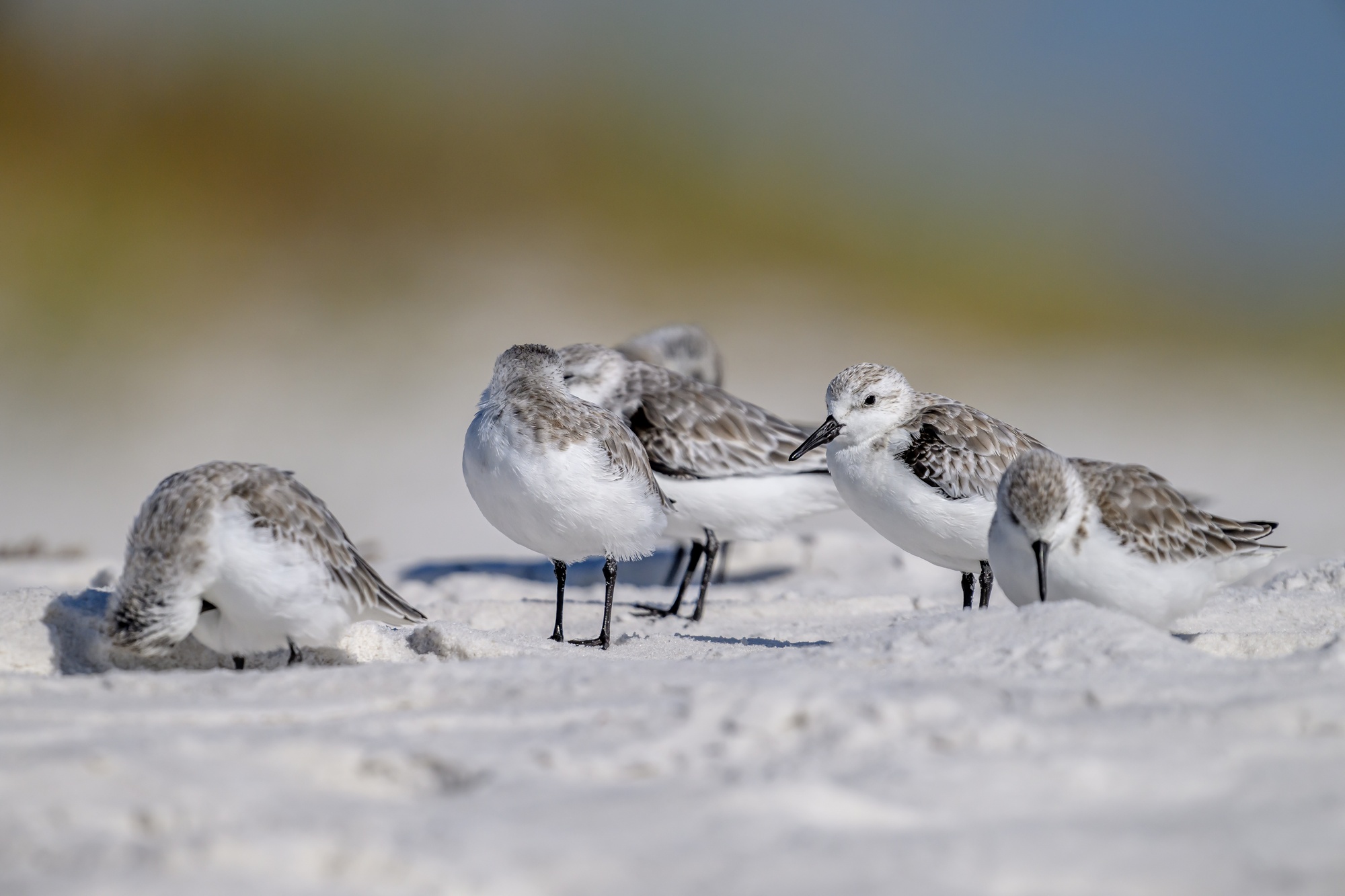 20231020_Shorebirds_Navarre_Beach_0046.jpg