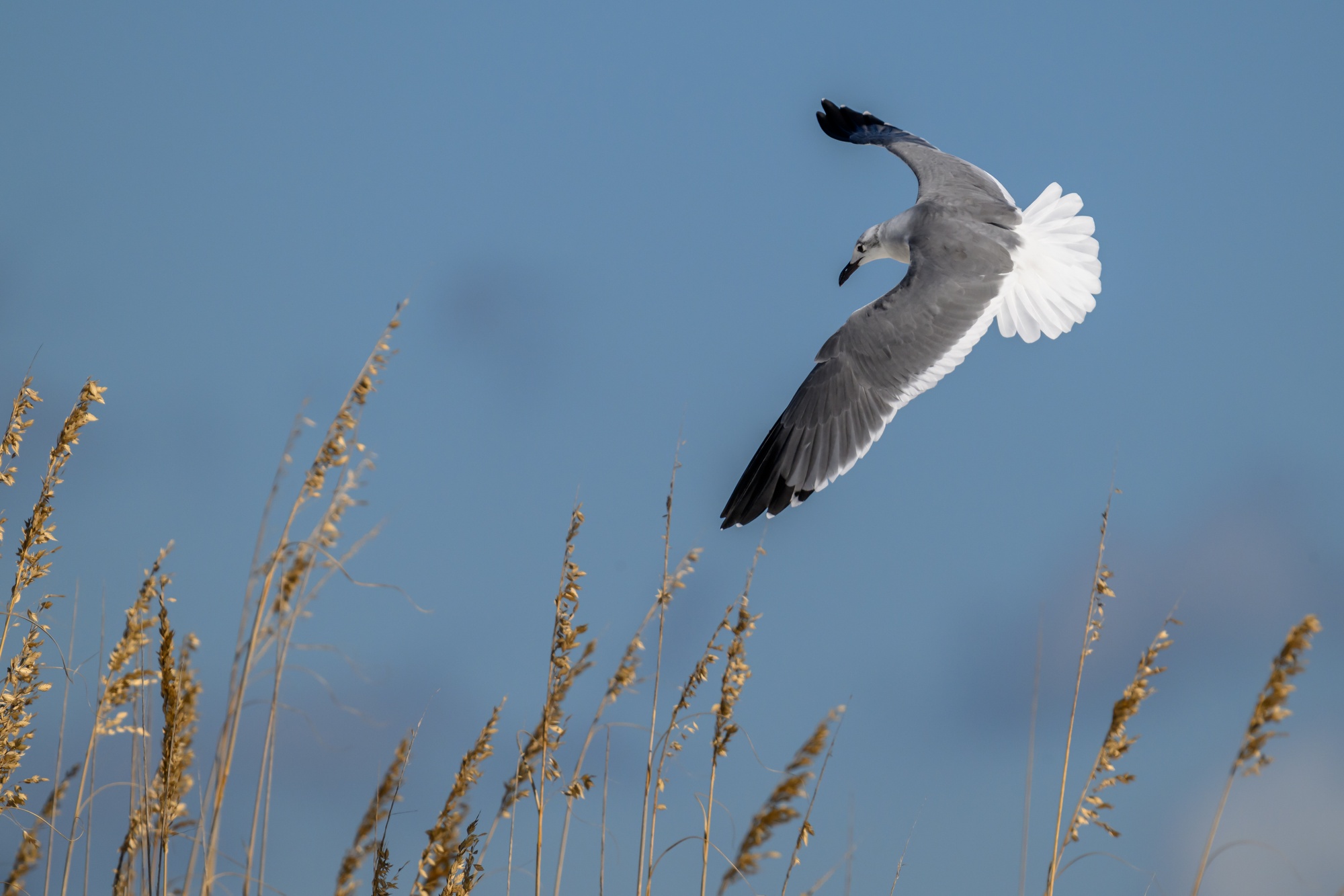 20231020_Shorebirds_Navarre_Beach_0049.jpg