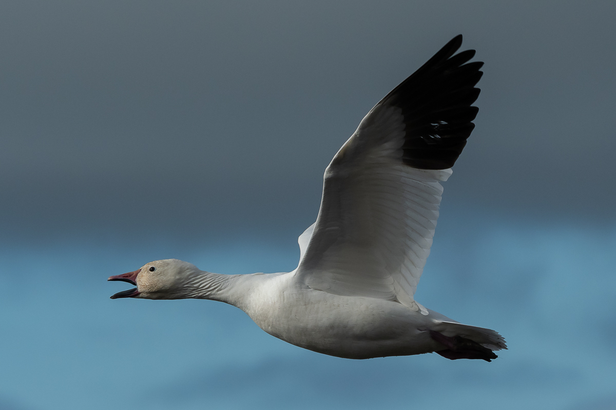 20231113 03 Snow Goose in Flight-BCG.jpg