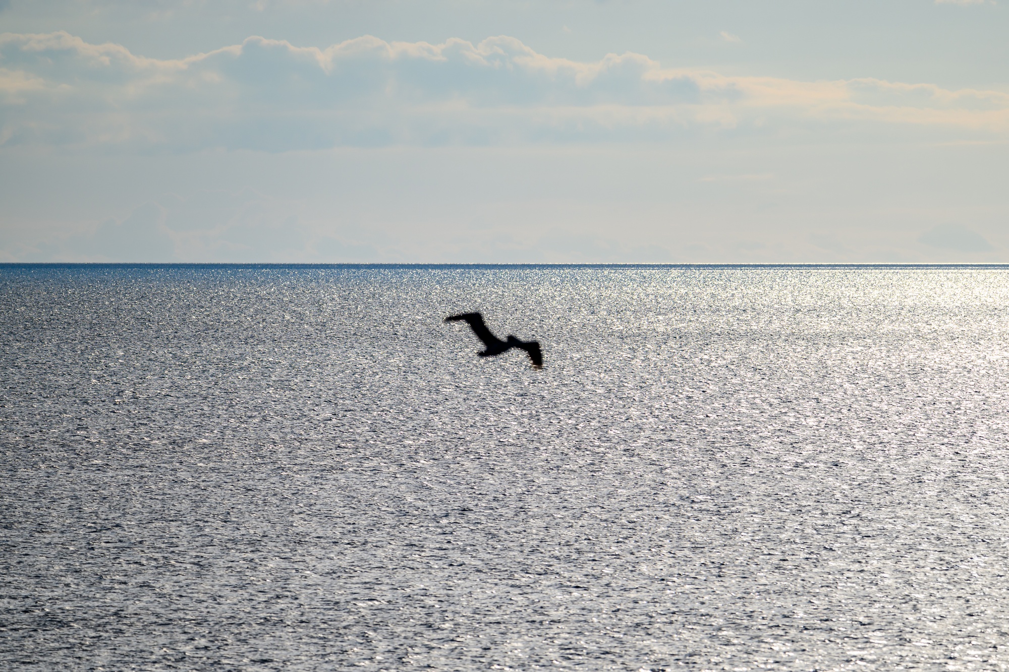 20231118_Navarre_Beach_Pelican_009.jpg