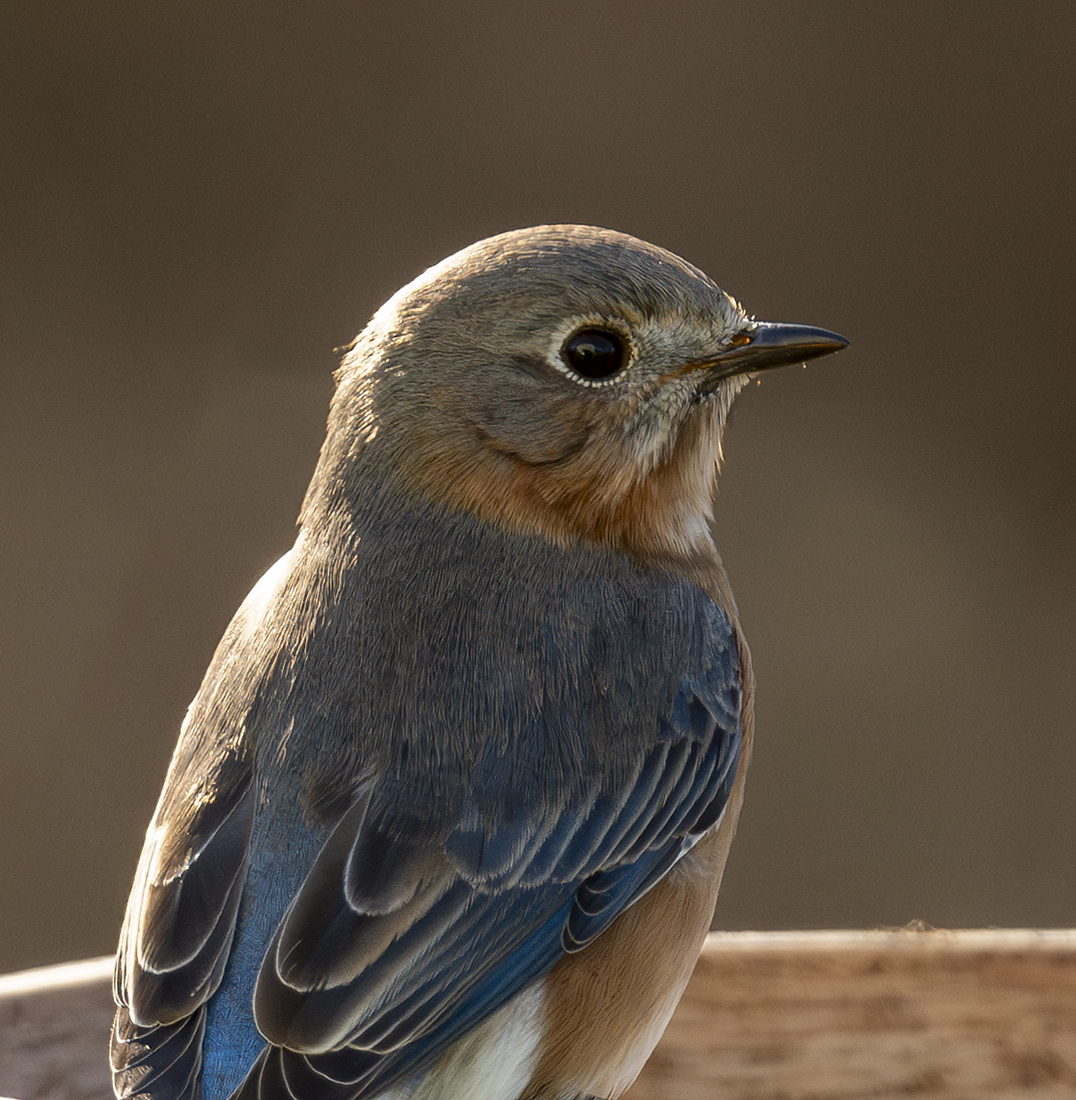 2024-01-11 Backyard Birds_002-Enhanced-NR.jpg