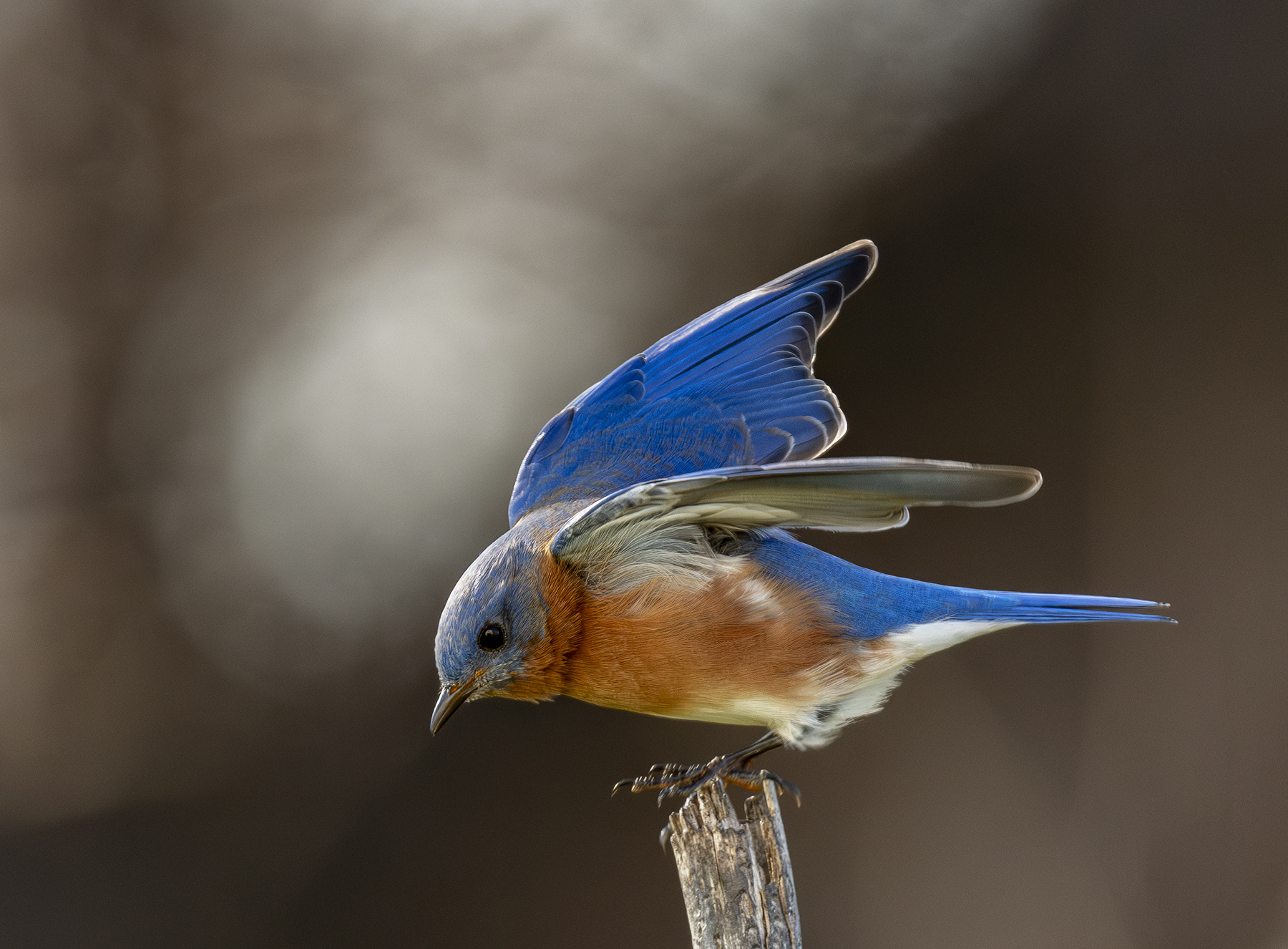 2024-01-11 Backyard Birds_004-Enhanced-NR.jpg