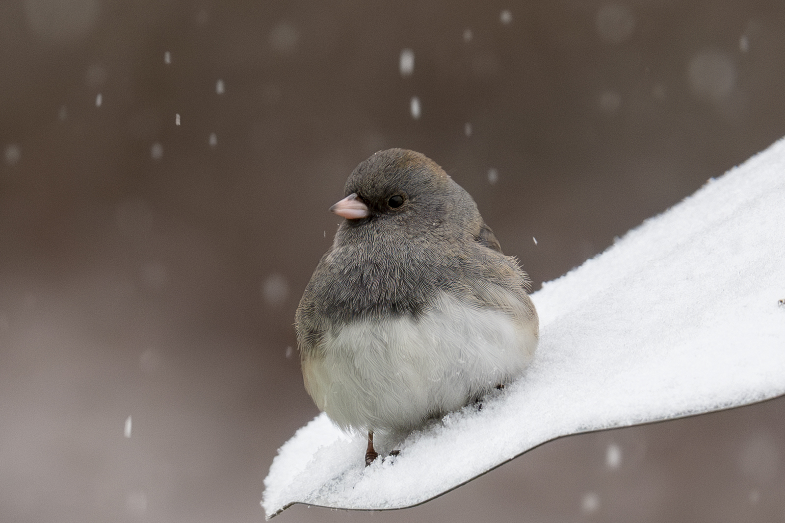 2024-01-15 Backyard Birds_004-Enhanced-NR.jpg