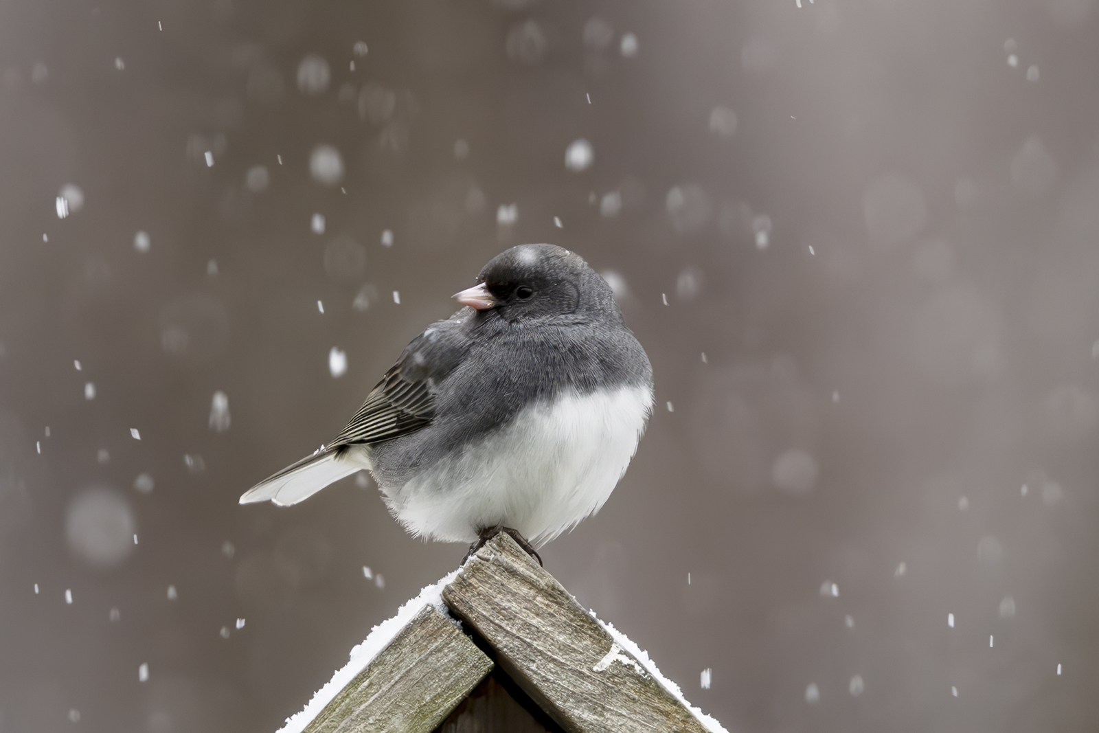 2024-01-15 Backyard Birds_005-Enhanced-NR.jpg