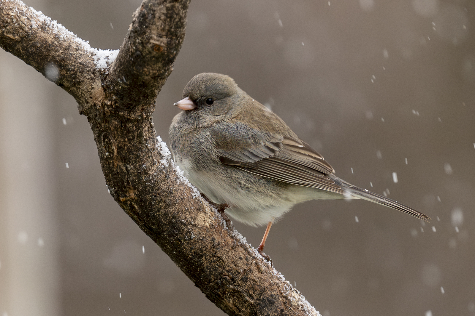 2024-01-15 Backyard Birds_006-Enhanced-NR.jpg