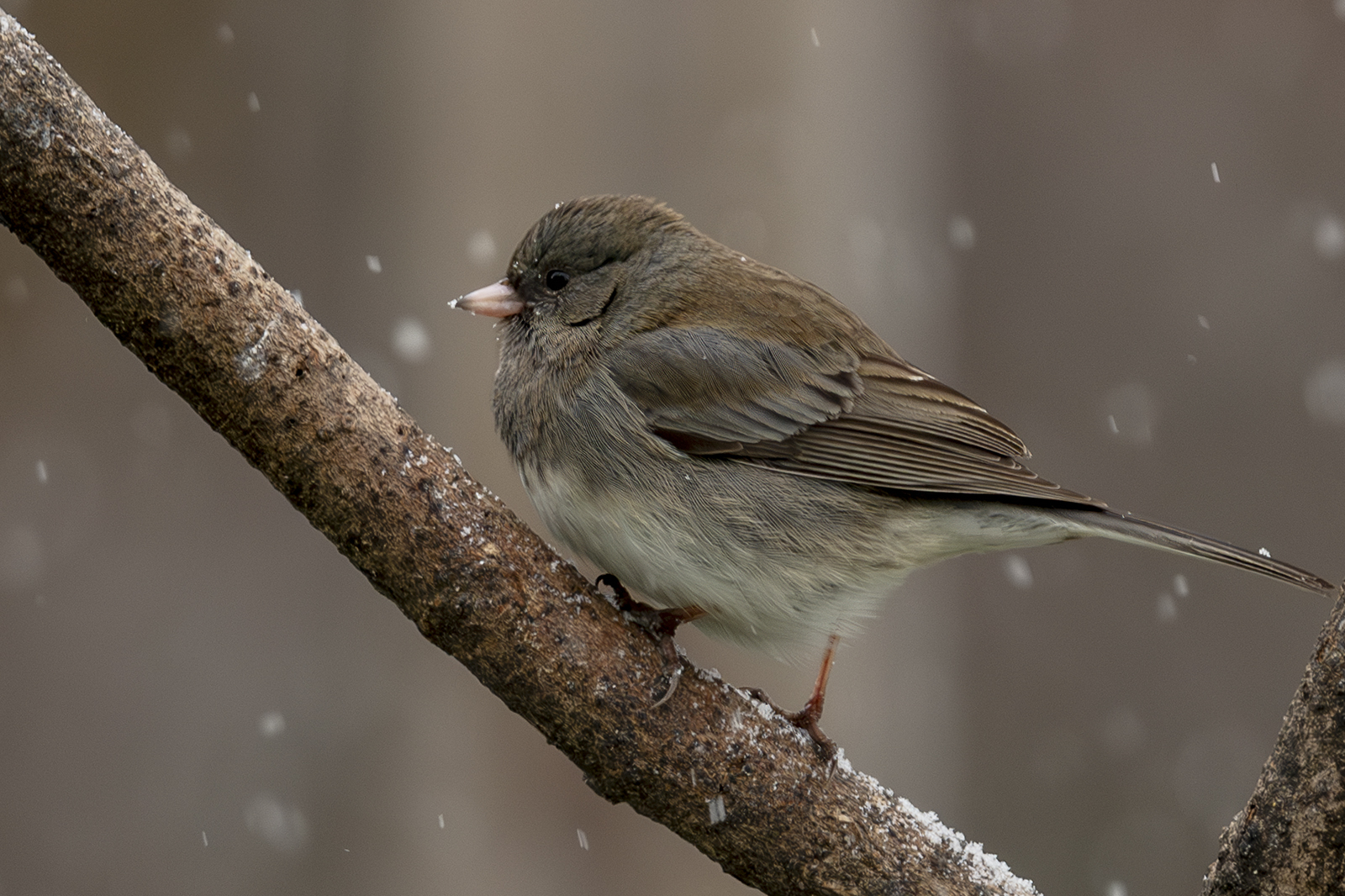 2024-01-15 Backyard Birds_007-Enhanced-NR.jpg