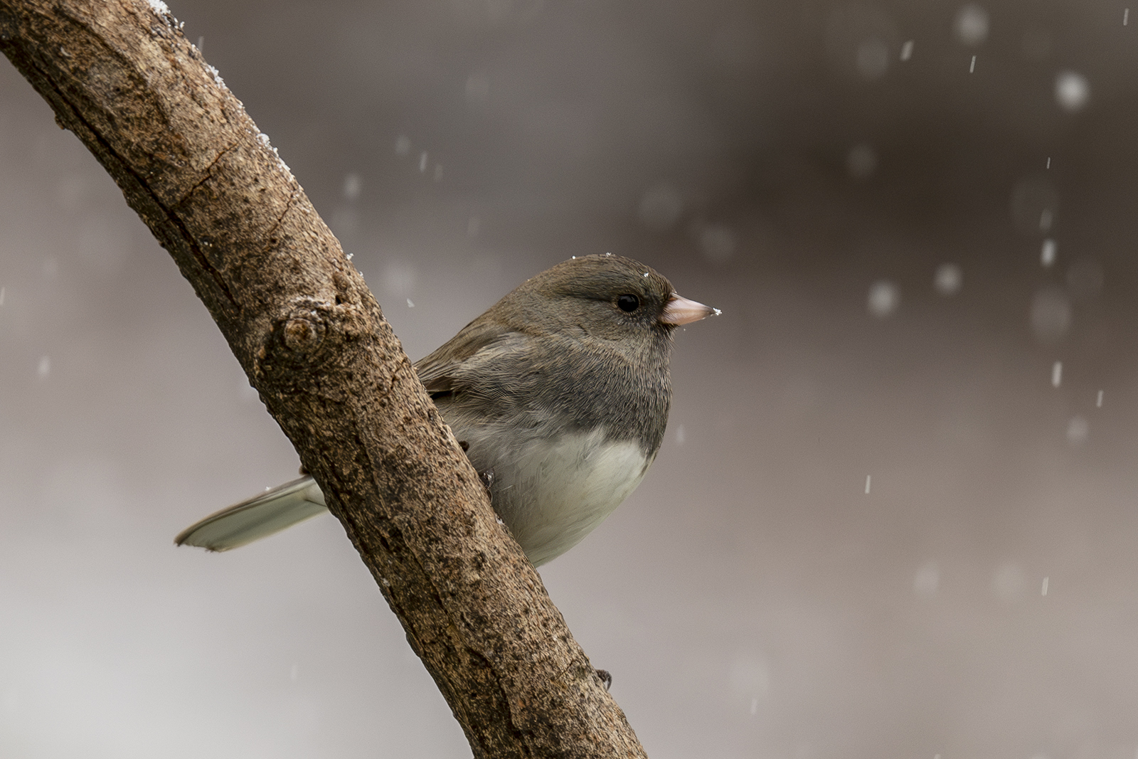 2024-01-15 Backyard Birds_009-Enhanced-NR.jpg