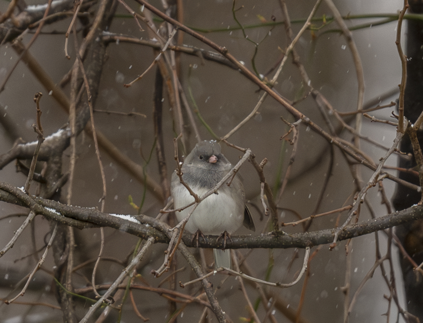 2024-01-15 Backyard Birds_041-Enhanced-NR.jpg