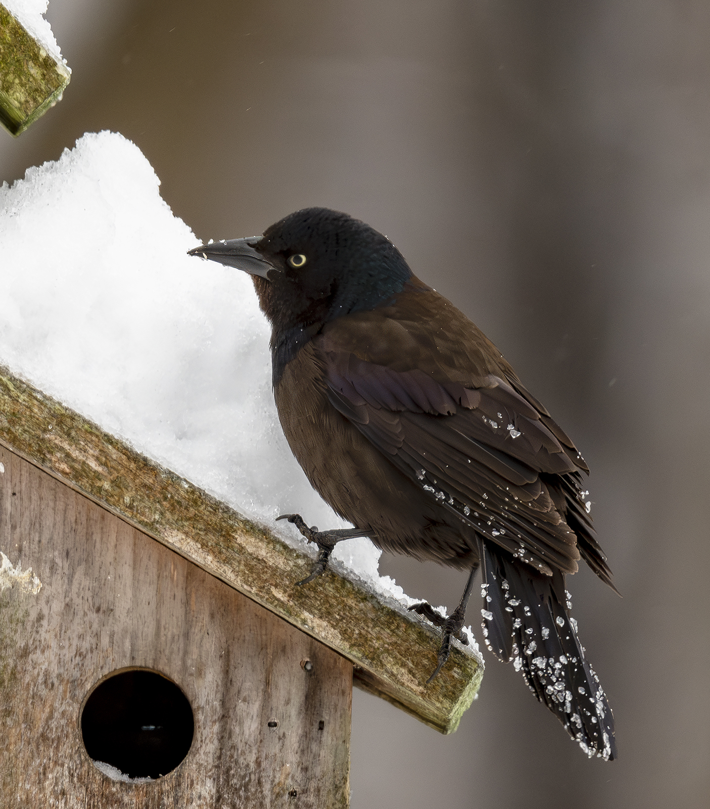 2024-01-16 Backyard Birds_002-Enhanced-NR.jpg