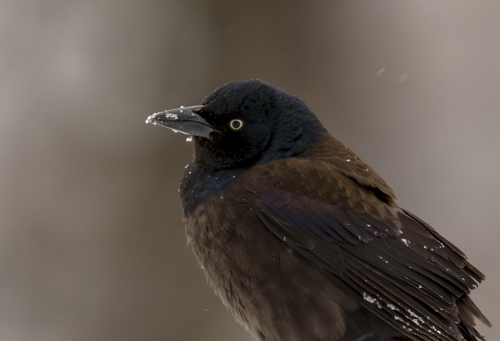 2024-01-16 Backyard Birds_003-Enhanced-NR.jpg