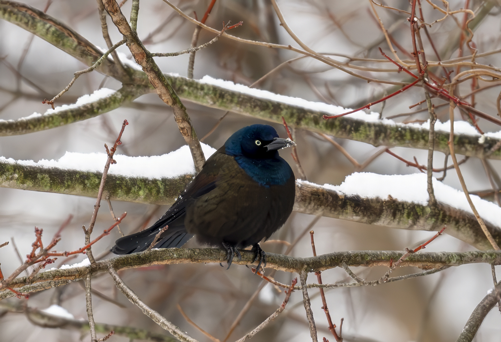 2024-01-16 Backyard Birds_004-Enhanced-NR.jpg