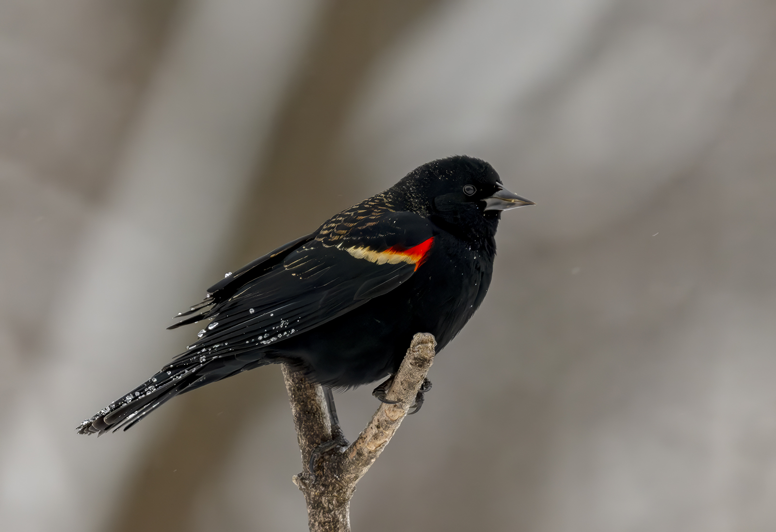 2024-01-16 Backyard Birds_026-Enhanced-NR.jpg