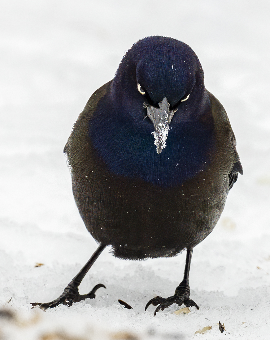 2024-01-16 Backyard Birds_059-Enhanced-NR.jpg