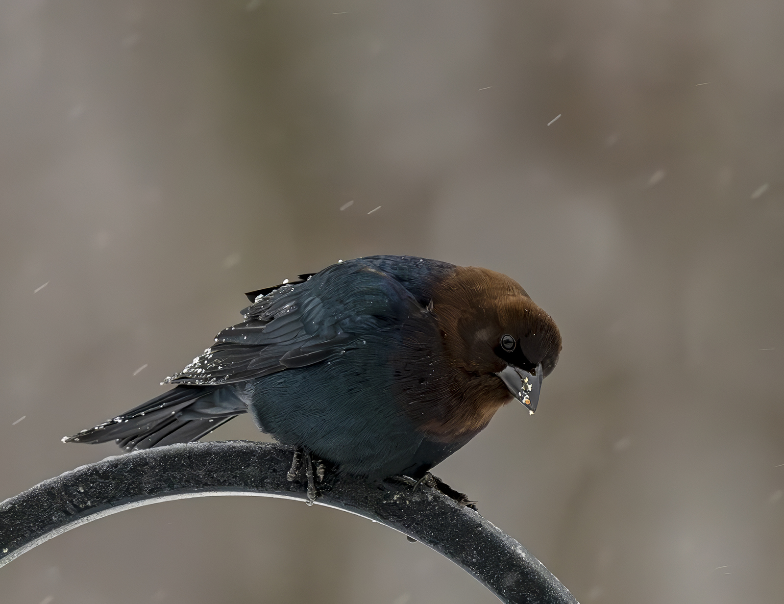 2024-01-16 Backyard Birds_060-Enhanced-NR.jpg